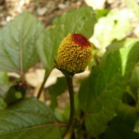 Acmella oleracea (L.) R.K.Jansen